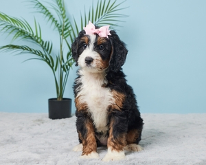 April Mini Bernadoodle